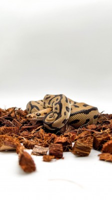 animal image