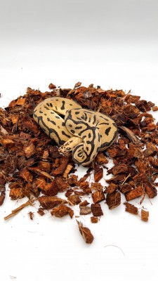 animal image