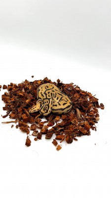 animal image