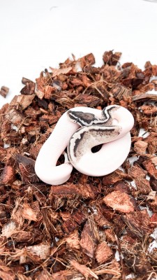 animal image