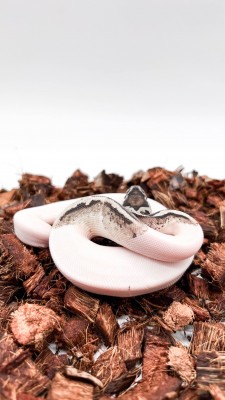 animal image