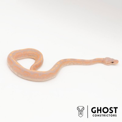 animal image