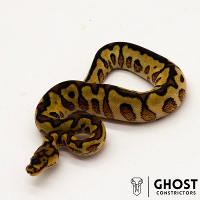 animal image