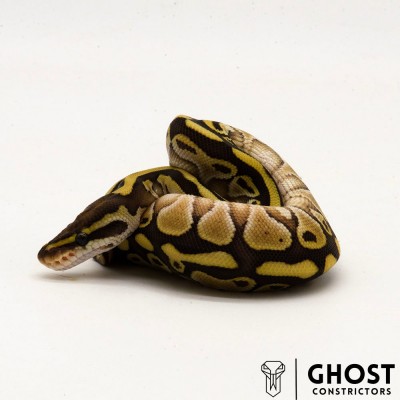 animal image