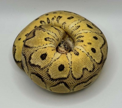 animal image