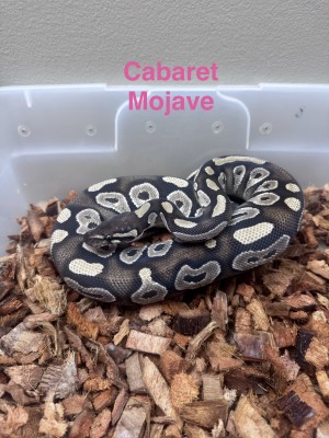 animal image