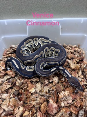 animal image