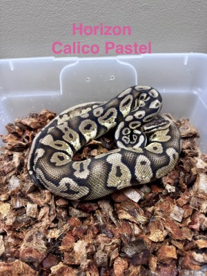 animal image