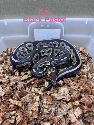 animal image