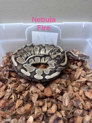 animal image