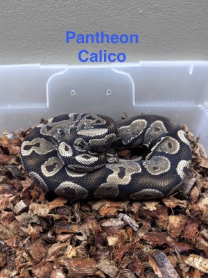animal image