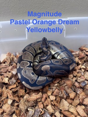 animal image
