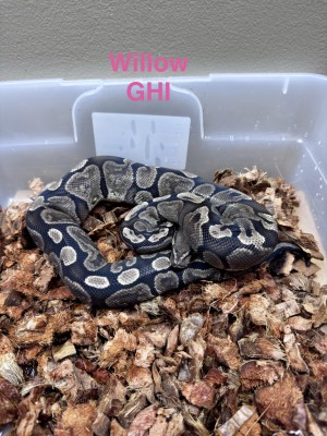 animal image