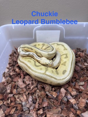 animal image