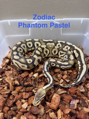animal image