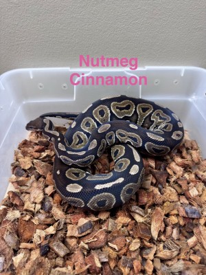 animal image