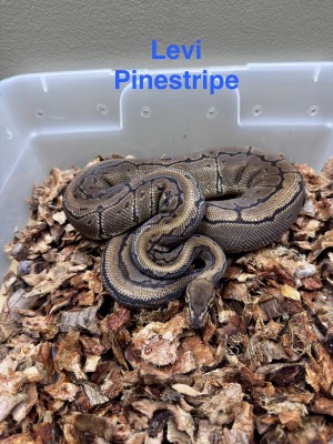 animal image