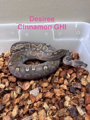 animal image