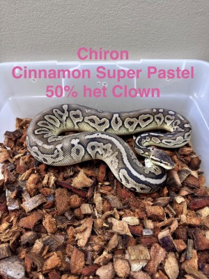 animal image