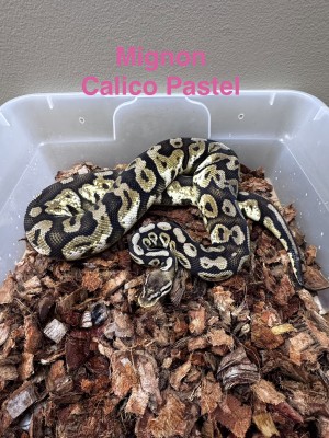 animal image