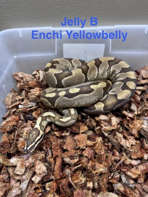 animal image