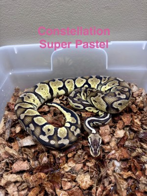 animal image