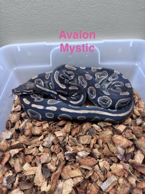 animal image