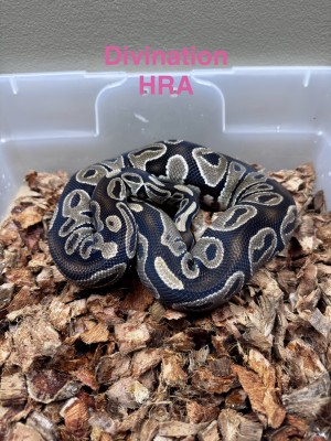 animal image