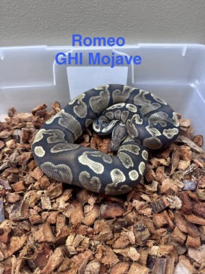 animal image