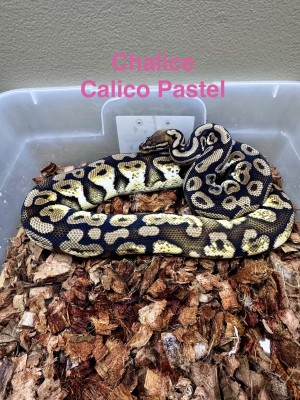 animal image