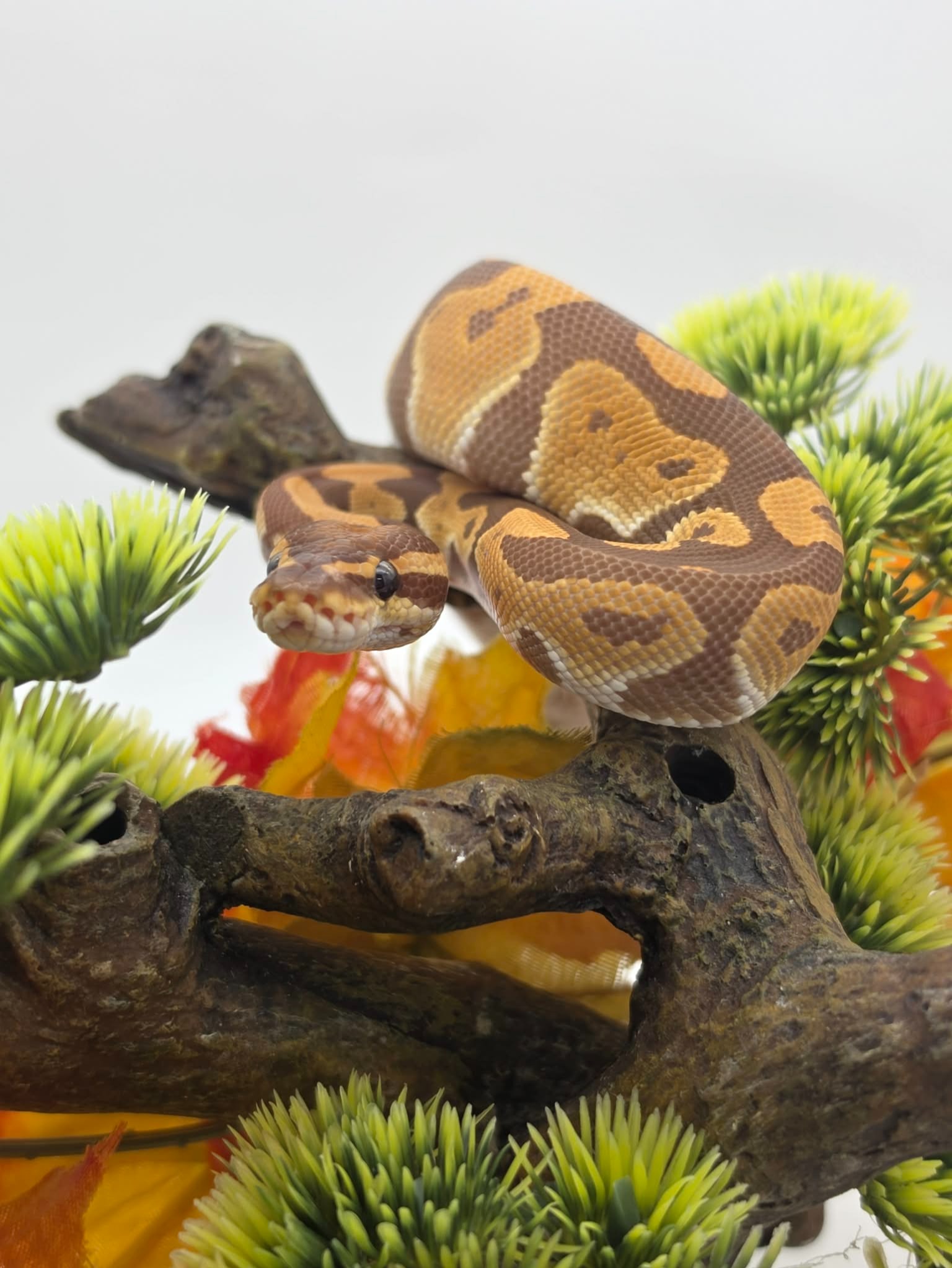 animal image