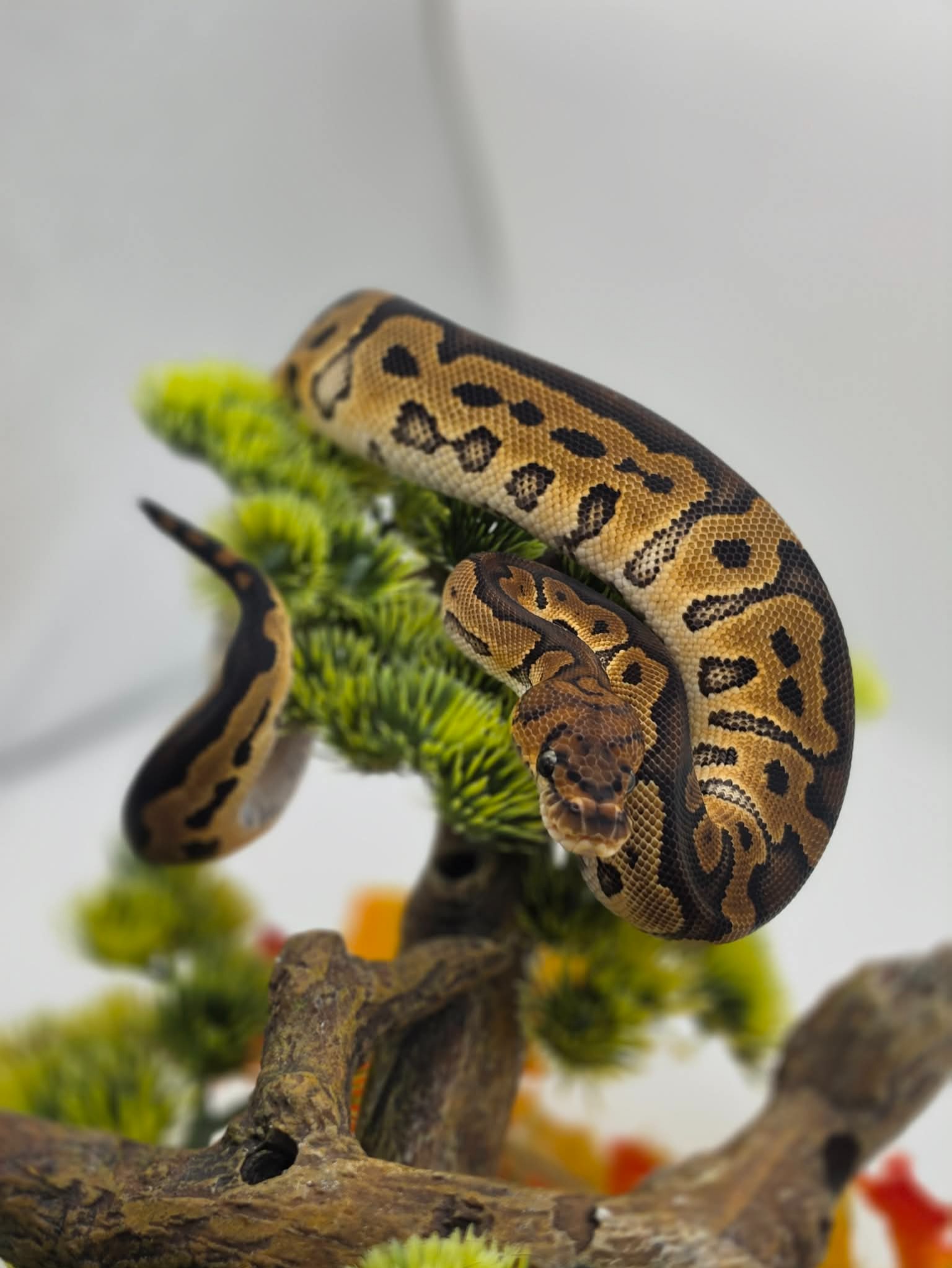 animal image