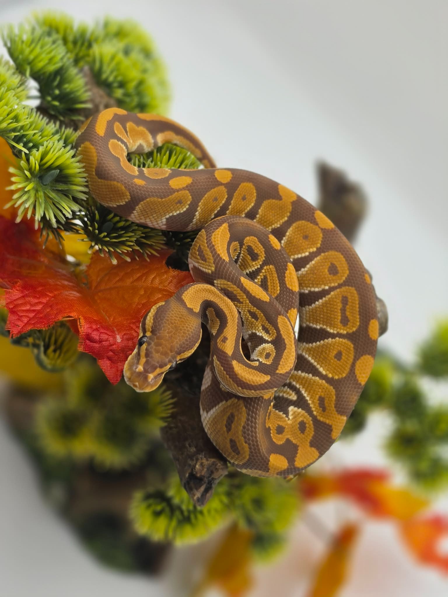 animal image