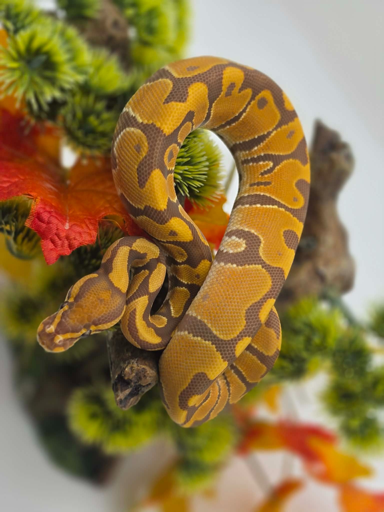 animal image