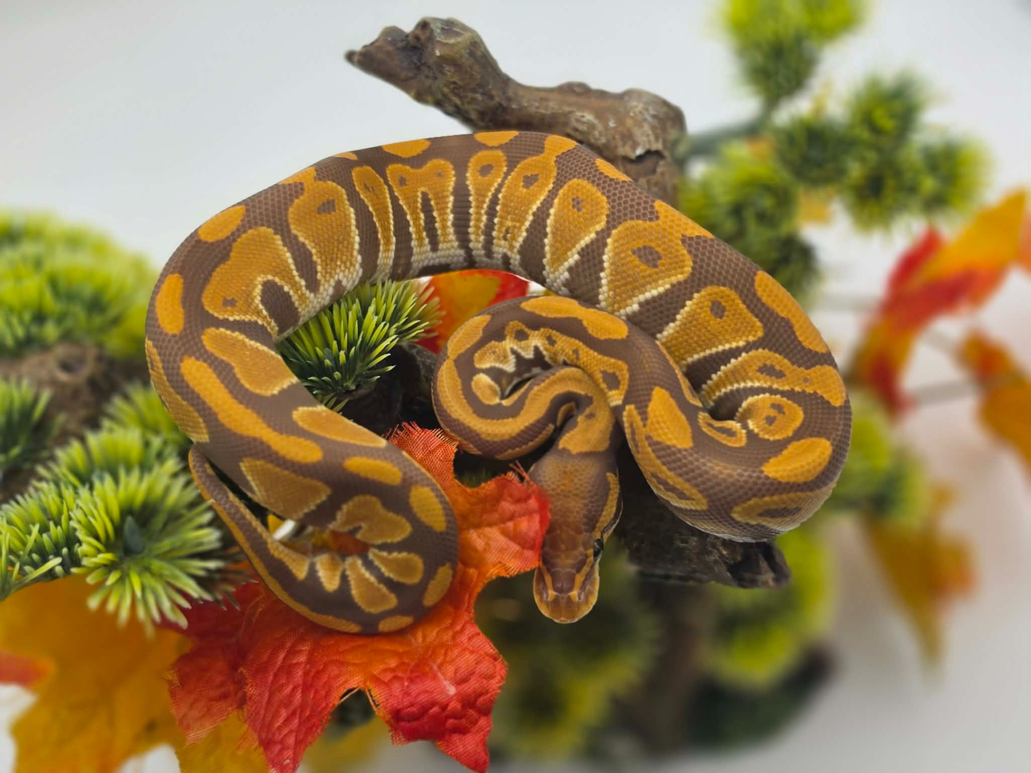 animal image