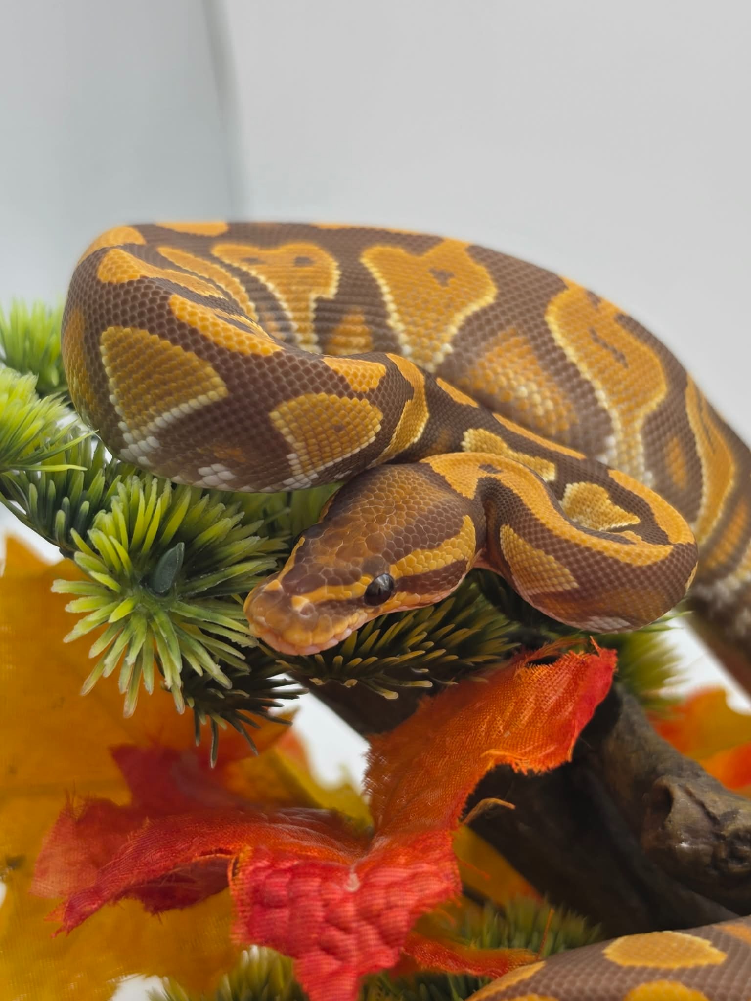 animal image