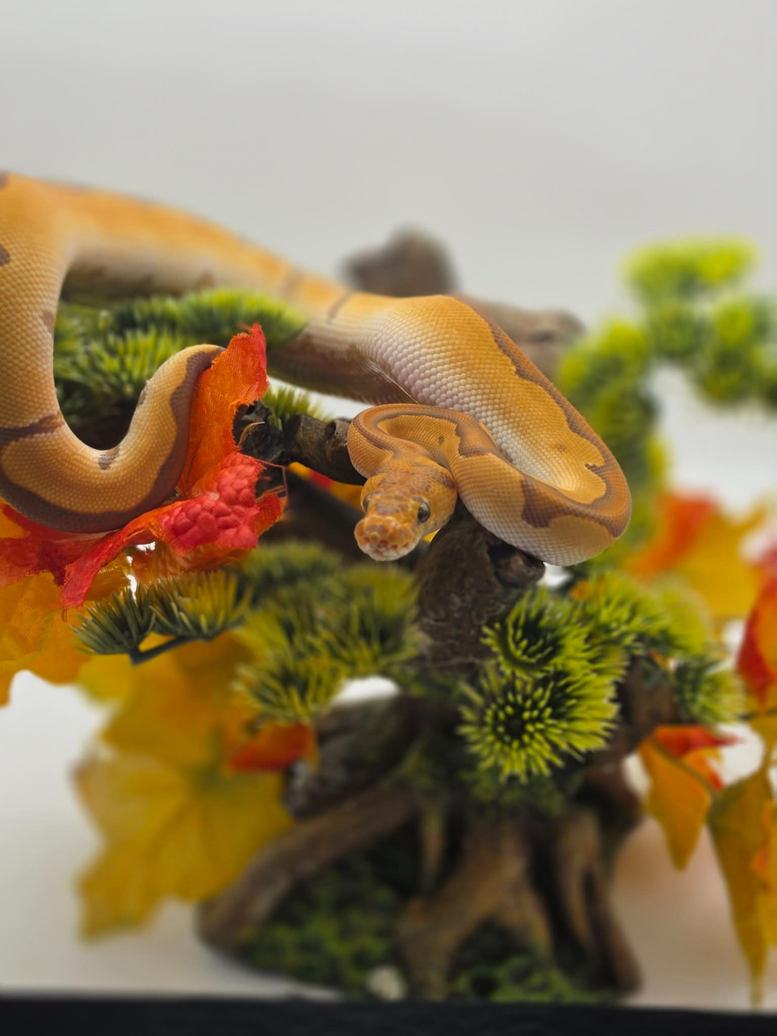 animal image