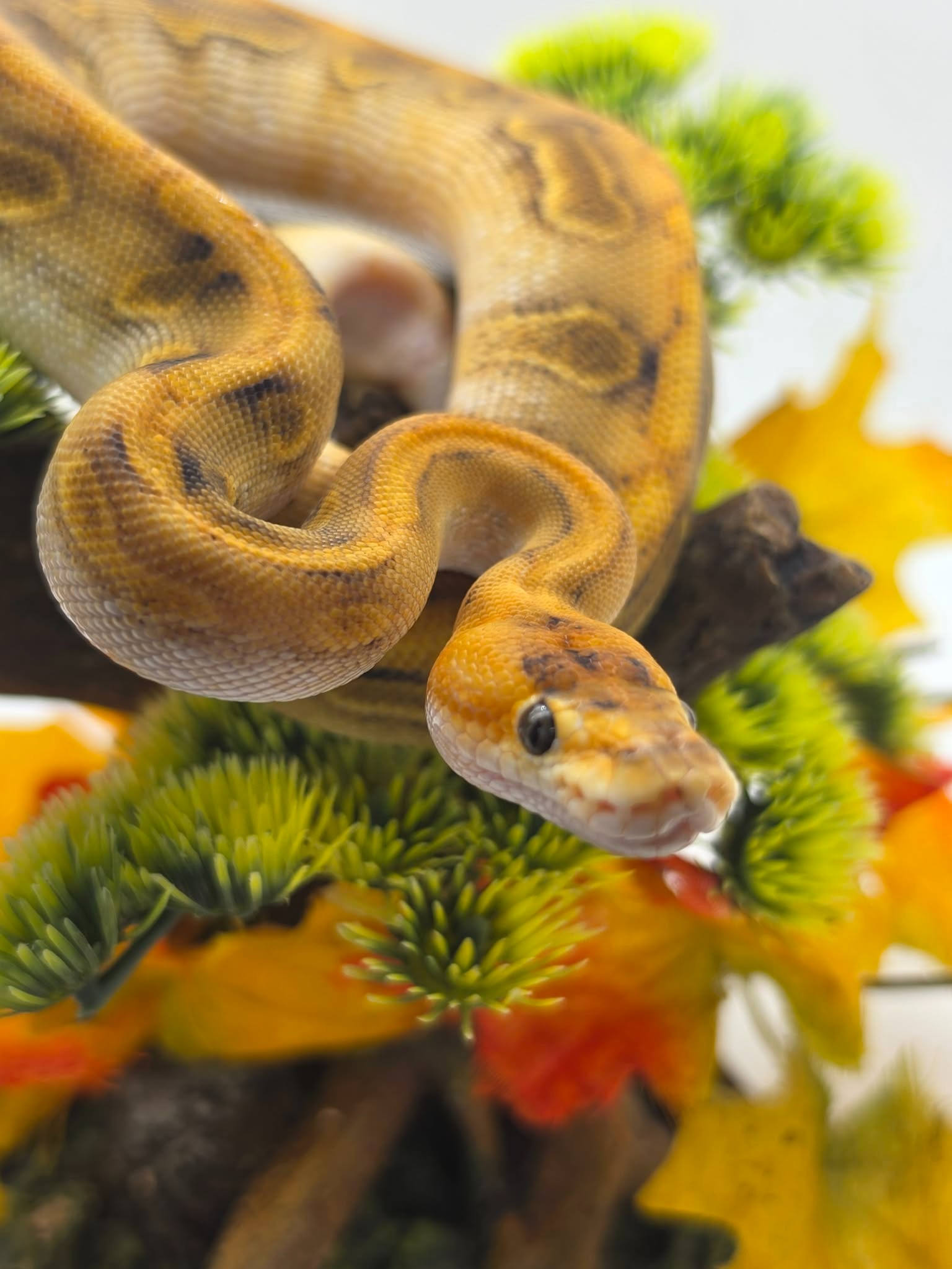 animal image