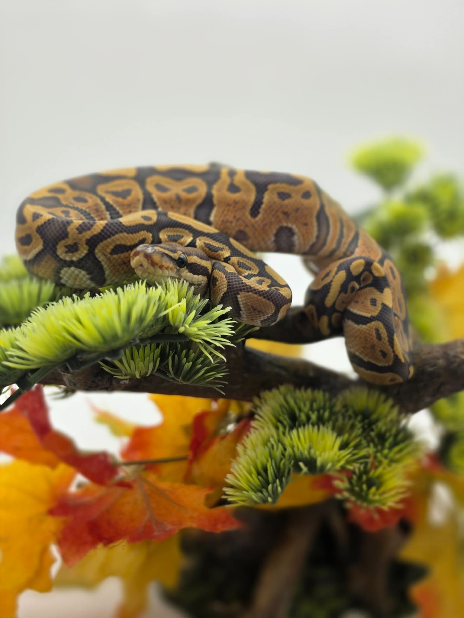 animal image