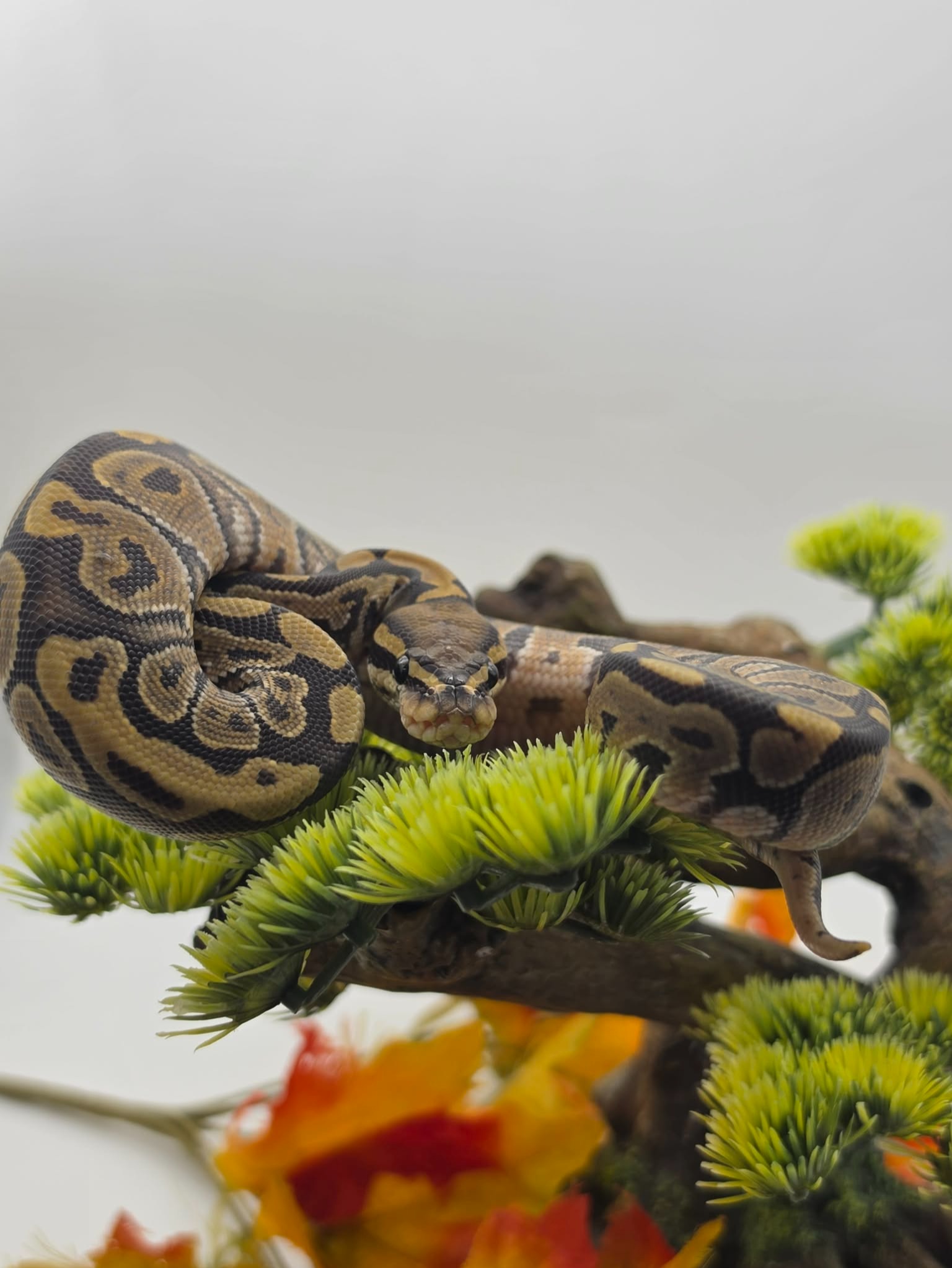 animal image