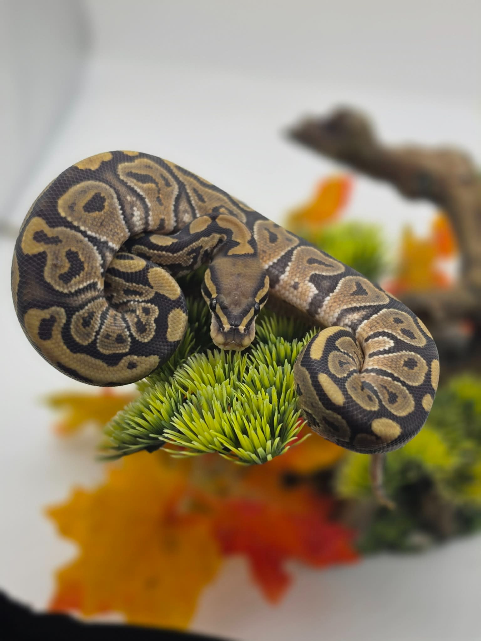 animal image