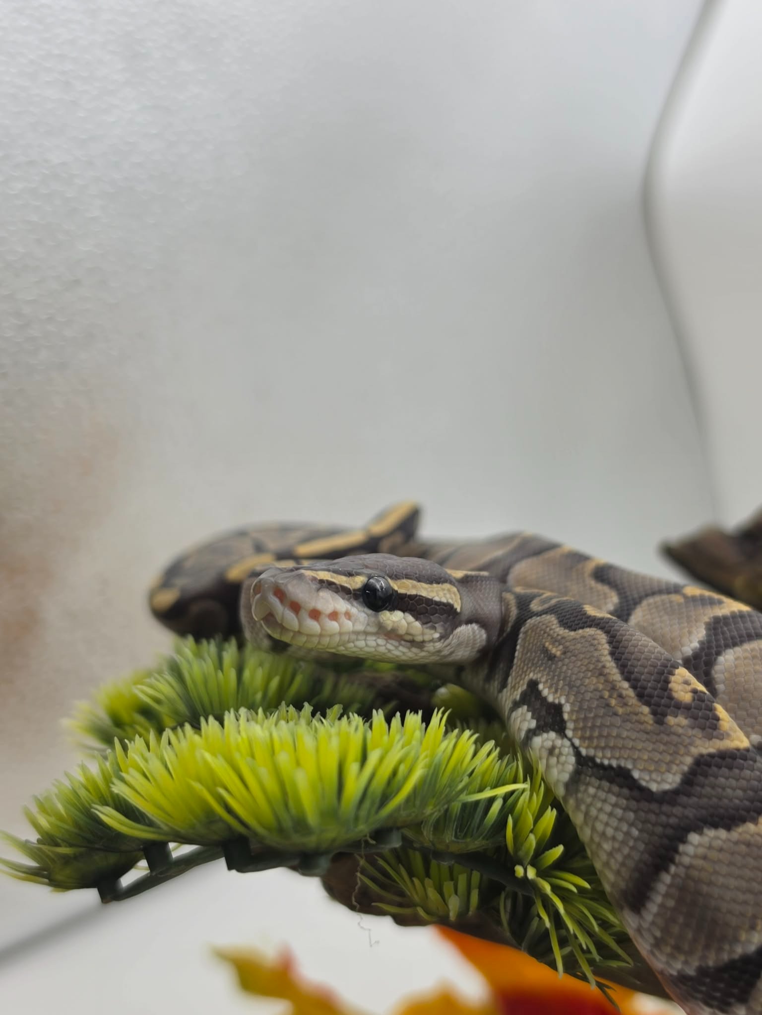animal image