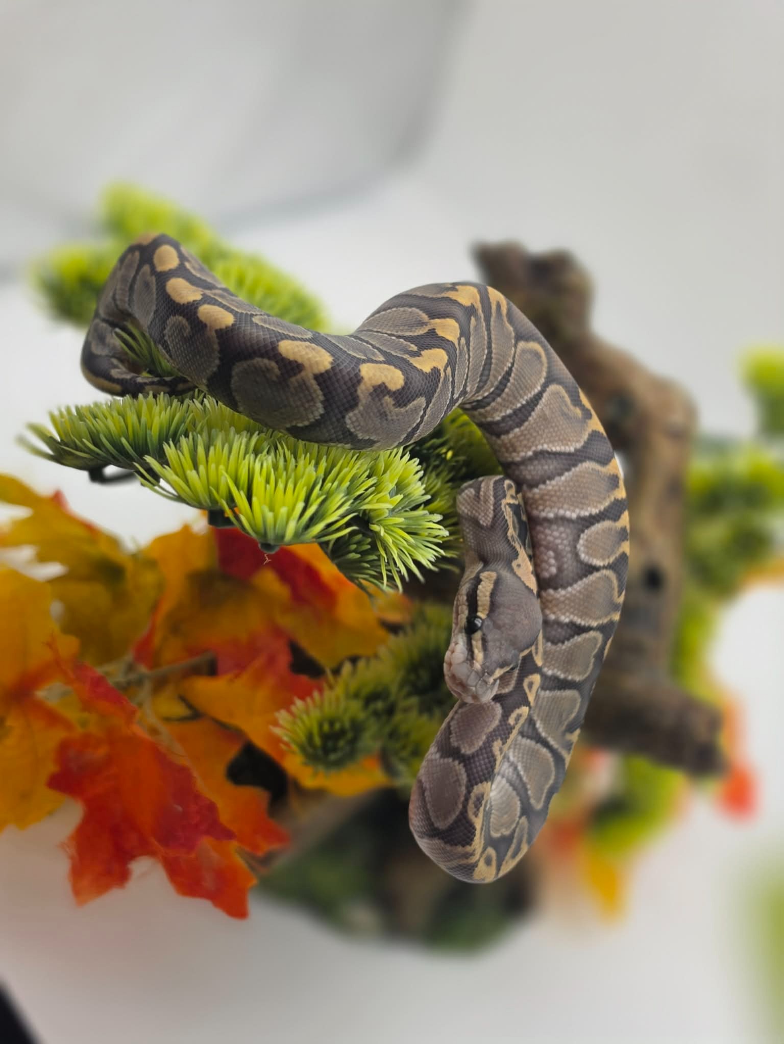 animal image