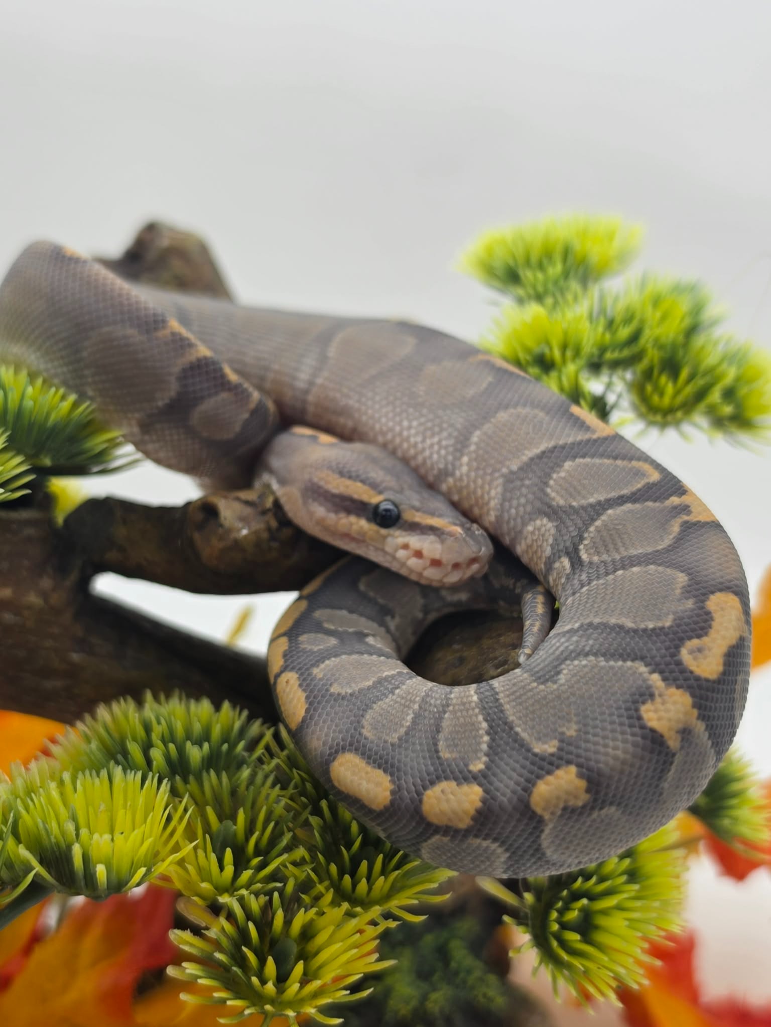 animal image