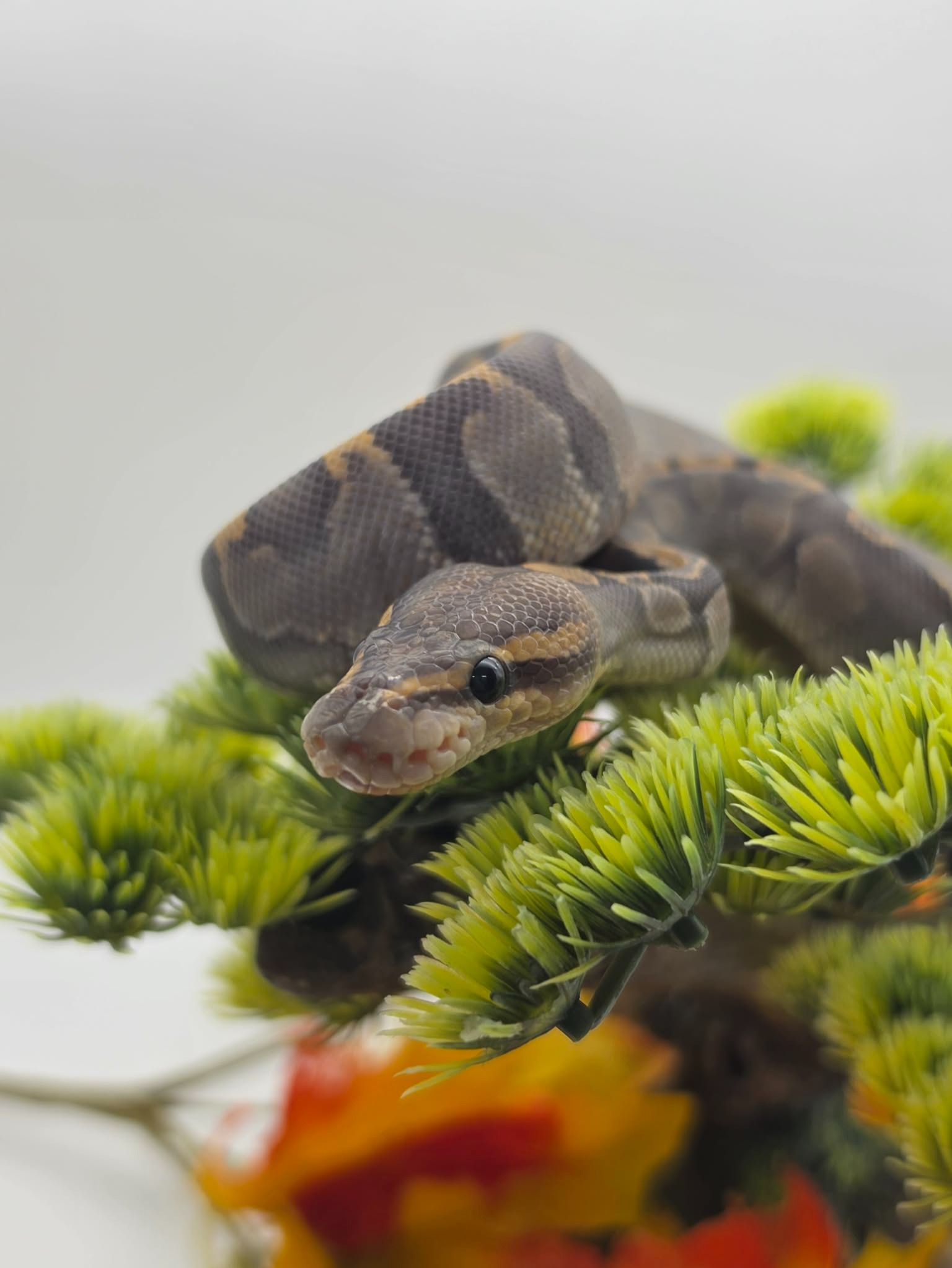 animal image