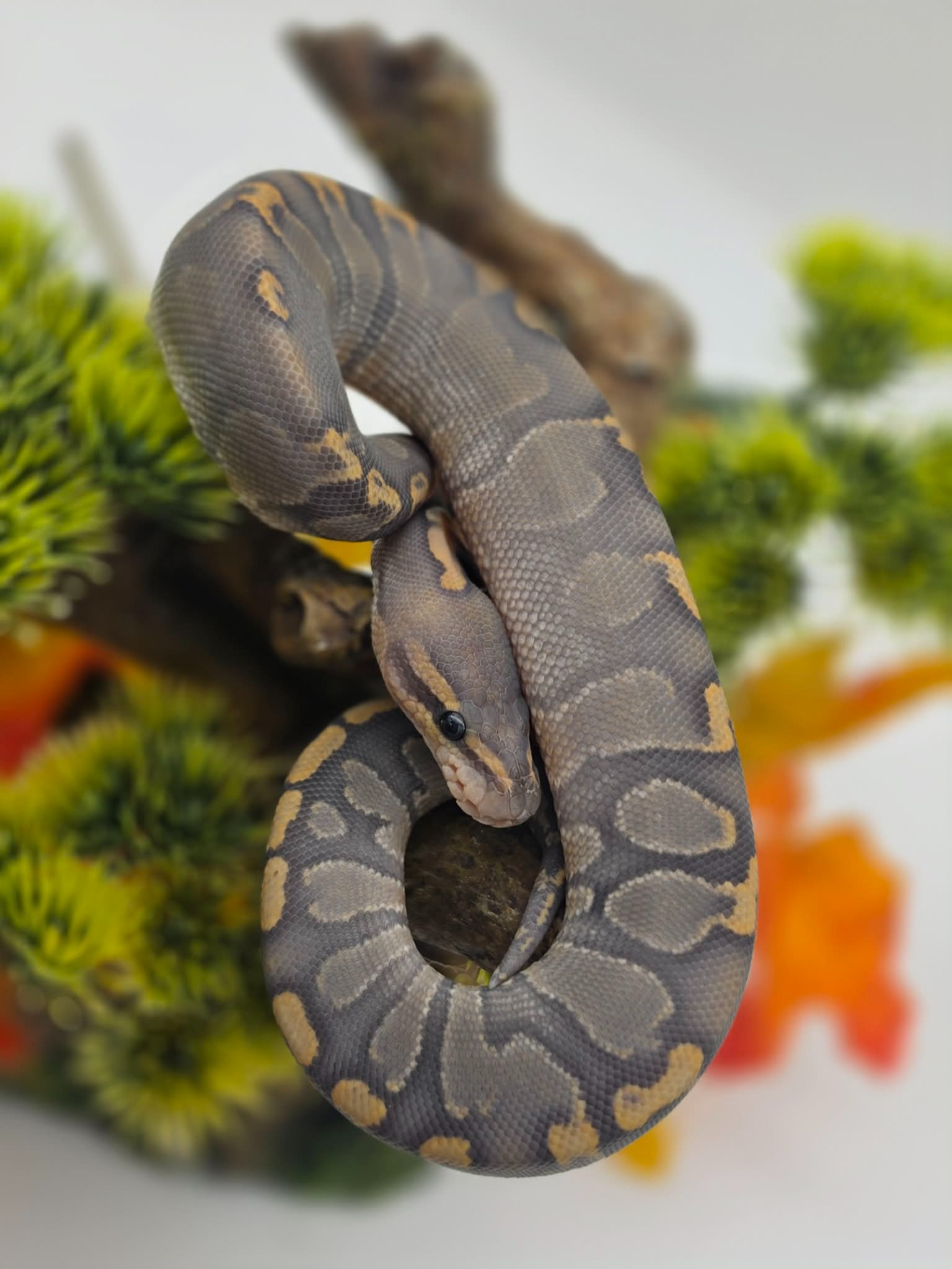 animal image