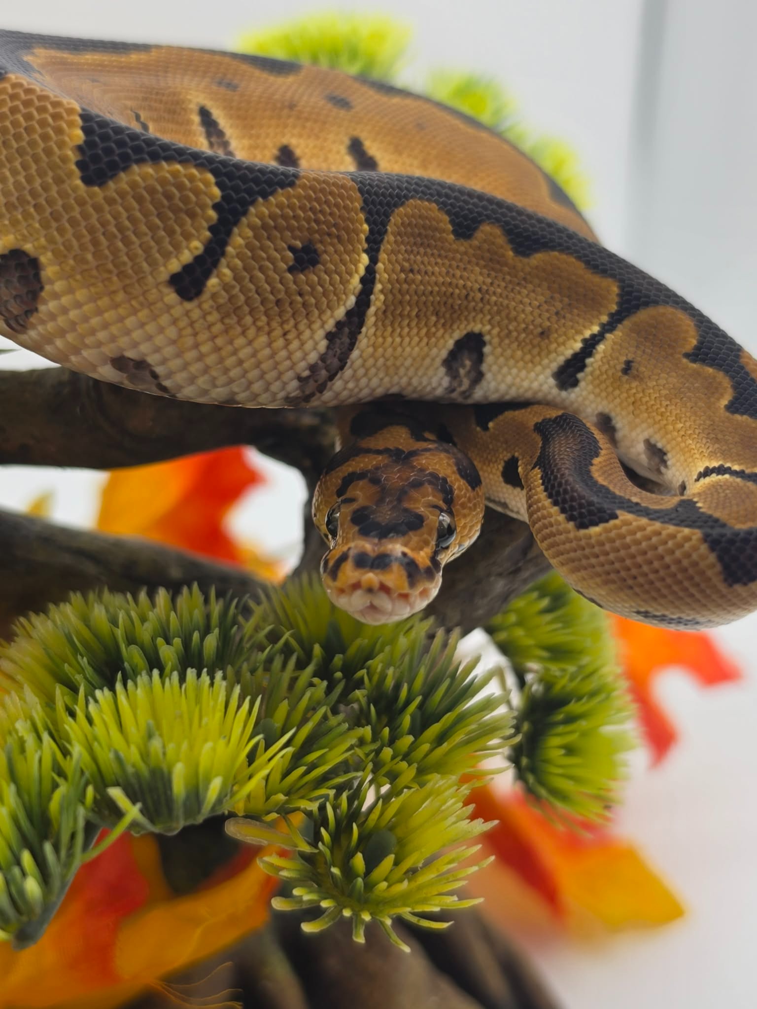 animal image