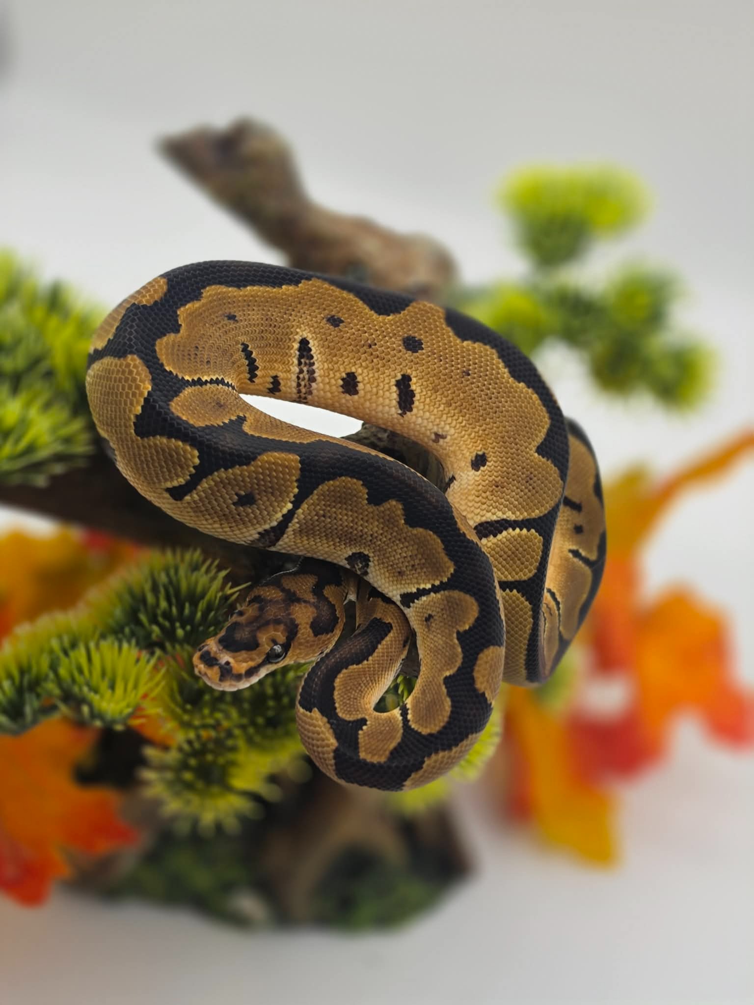 animal image