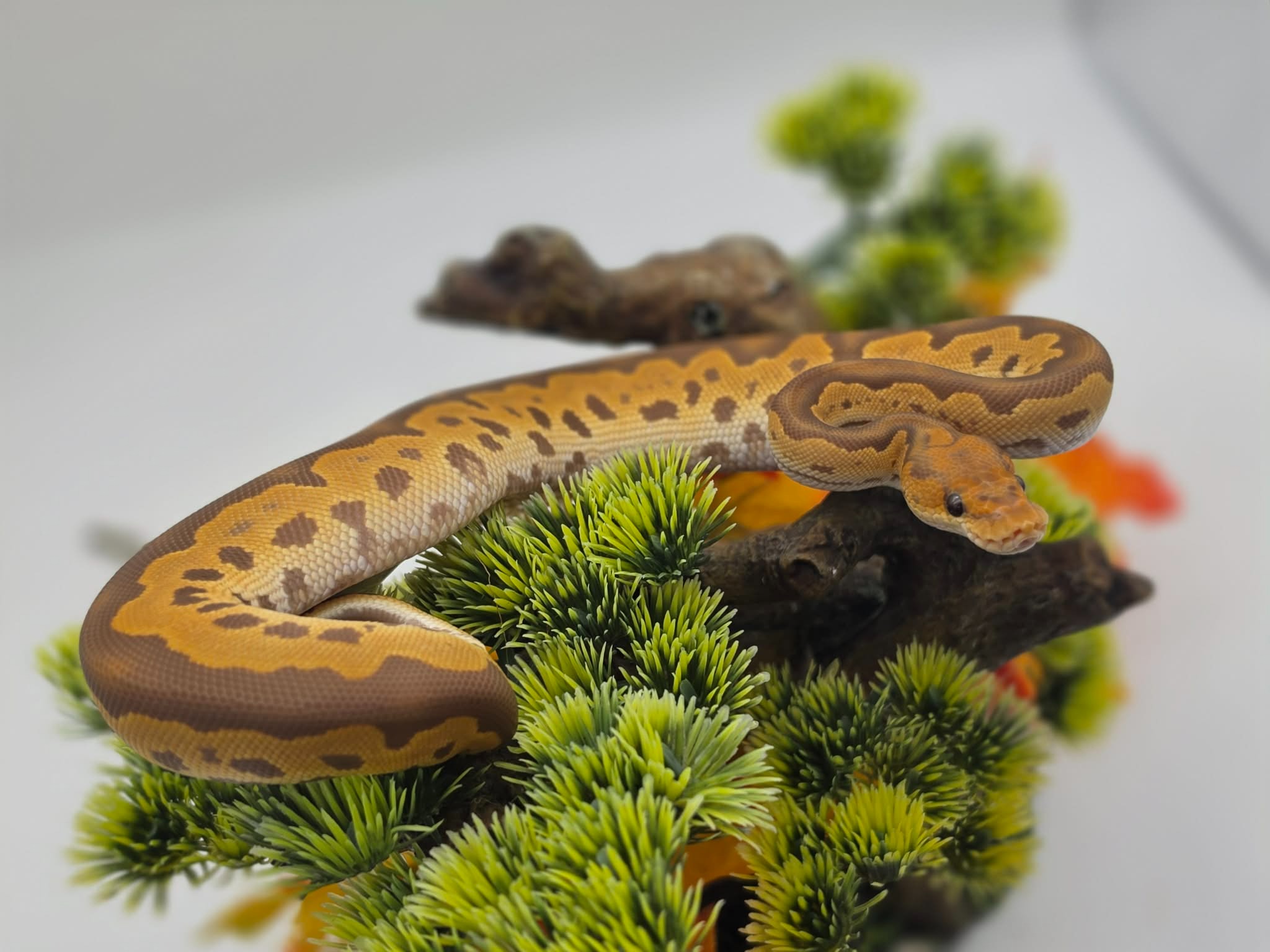 animal image