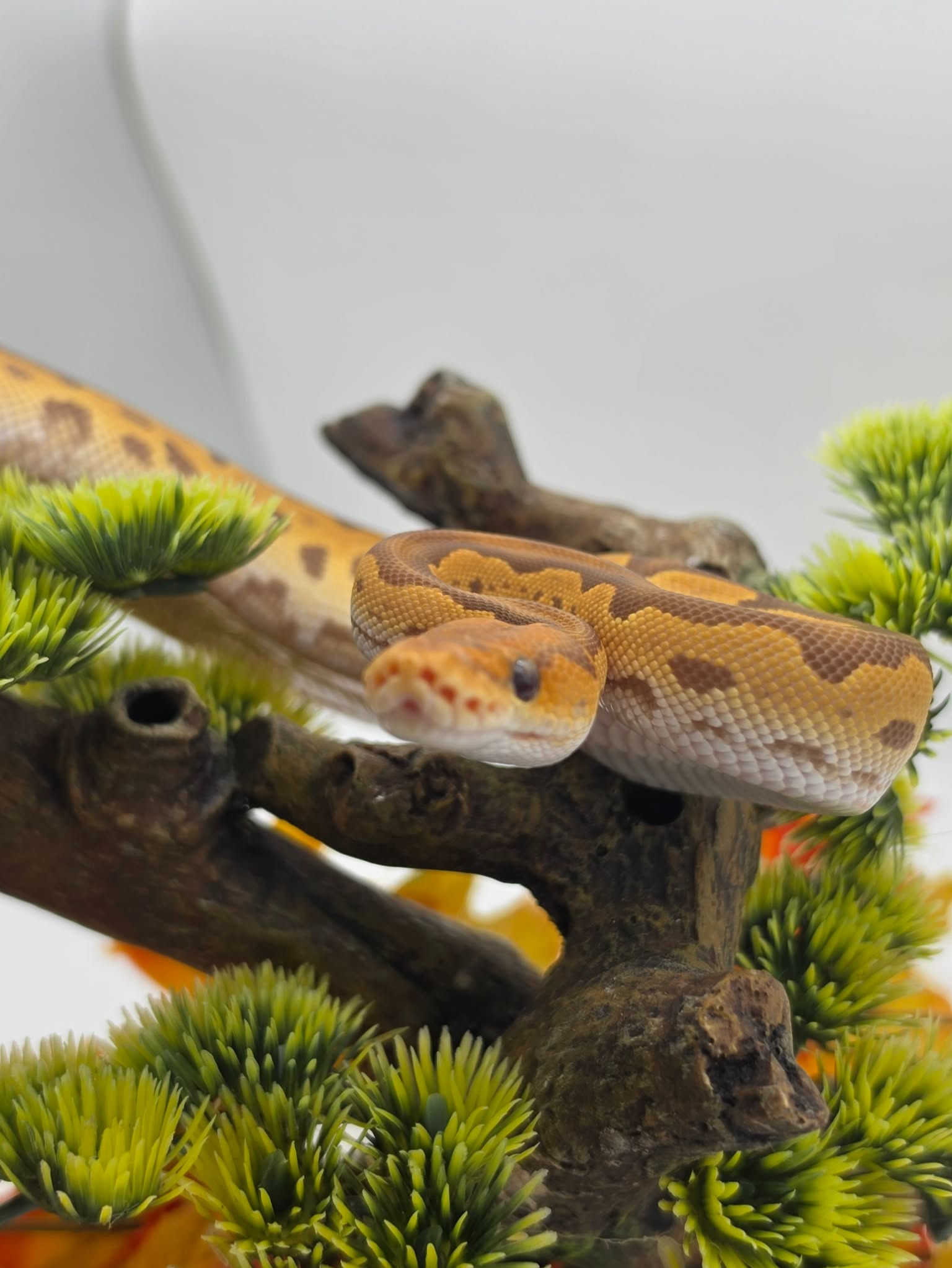 animal image